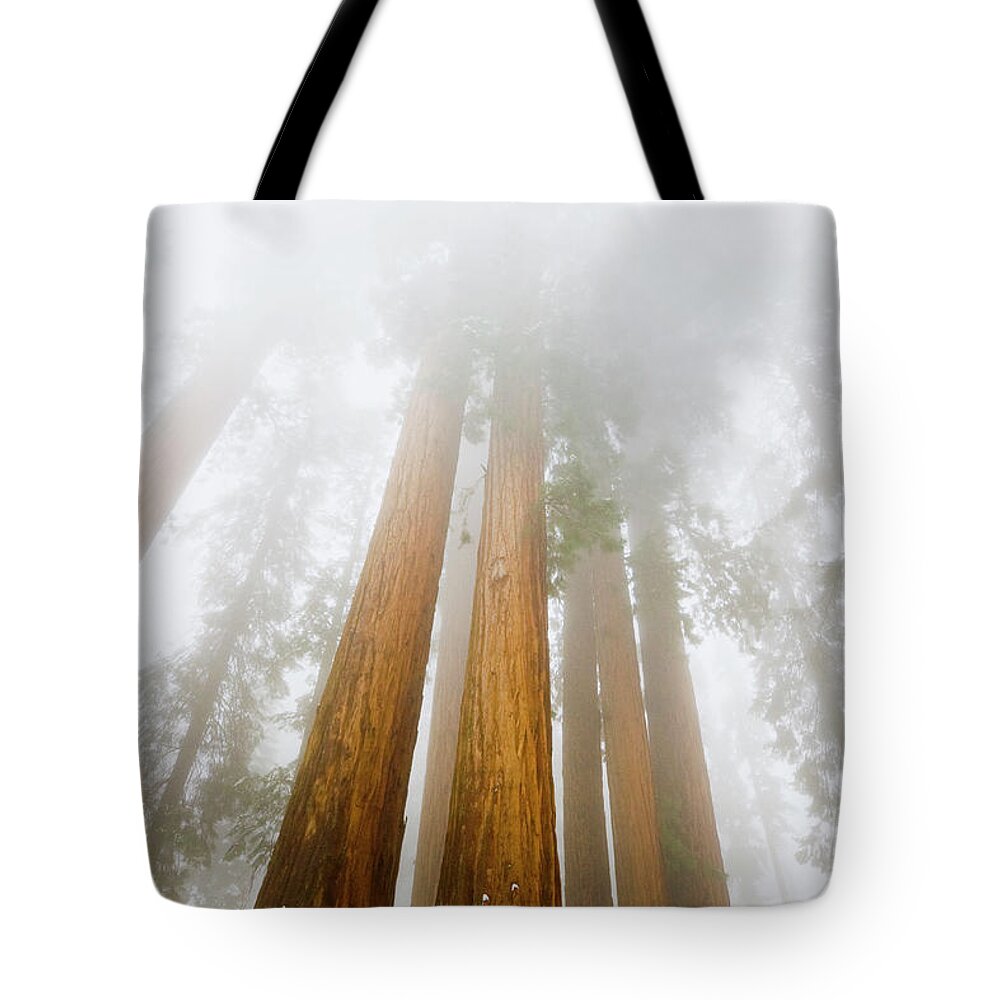 00431213 Tote Bag featuring the photograph Giant Sequoias in the Fog #2 by Yva Momatiuk John Eastcott
