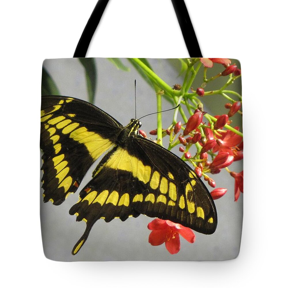 Butterfly Tote Bag featuring the photograph Giant Swallowtail by Jennifer Wheatley Wolf