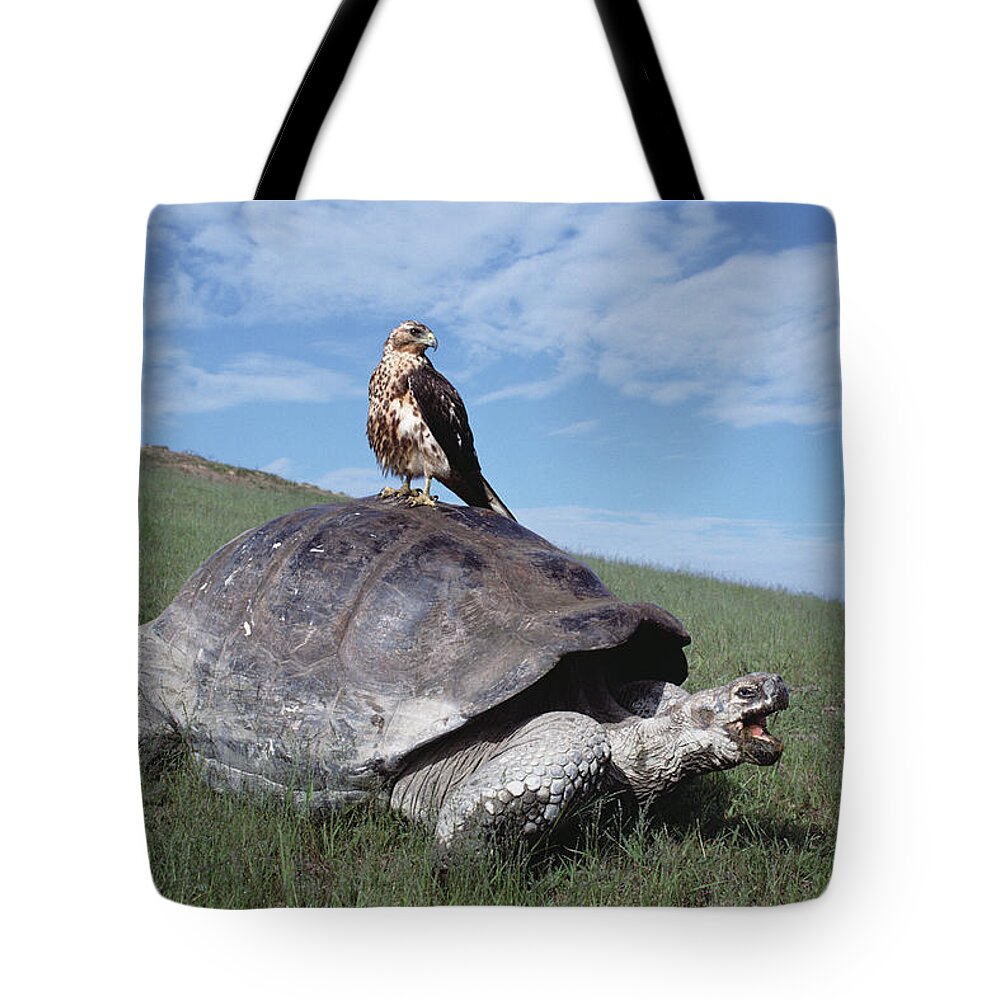 00140050 Tote Bag featuring the photograph Giant Tortoise and Galapagos Hawk by Tui De Roy