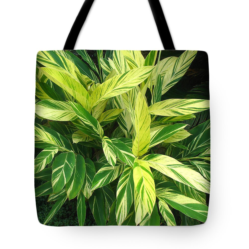 Ginger Lily Tote Bag featuring the photograph Ginger Lily. Alpinia Zerumbet by Connie Fox