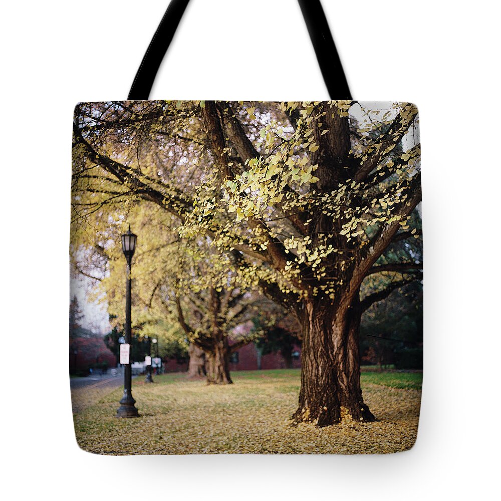 Tranquility Tote Bag featuring the photograph Ginkgo Tree In Autumn by Danielle D. Hughson
