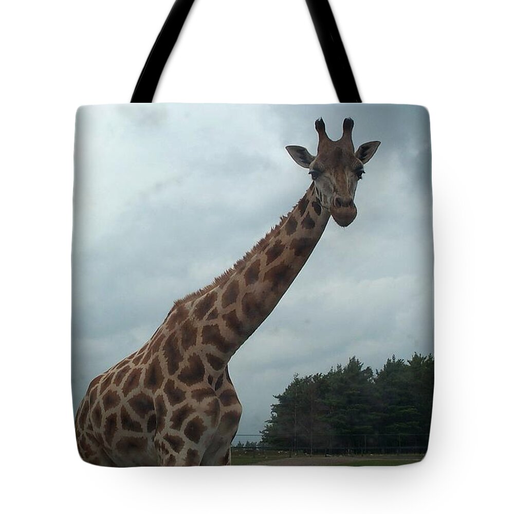 Wildlife Tote Bag featuring the photograph Giraffe by Barbara McDevitt