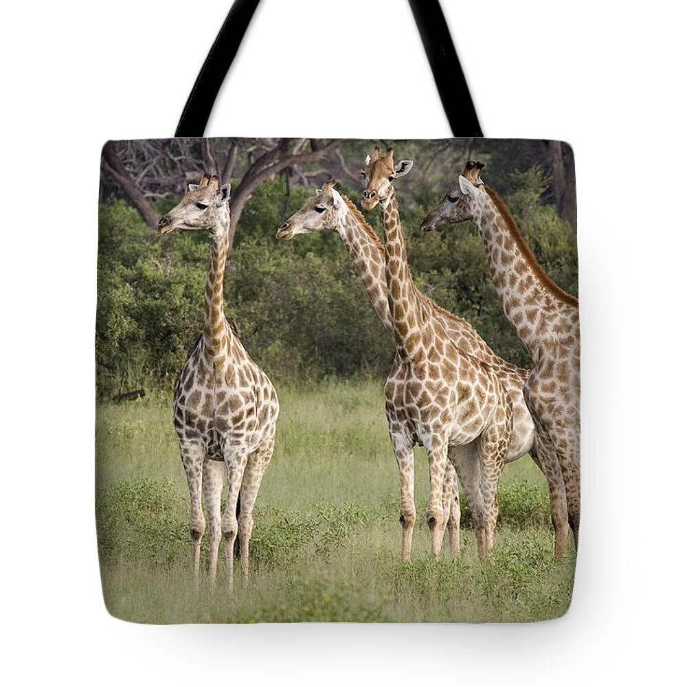 00478349 Tote Bag featuring the photograph Giraffe Group Botswana by Matthias Breiter
