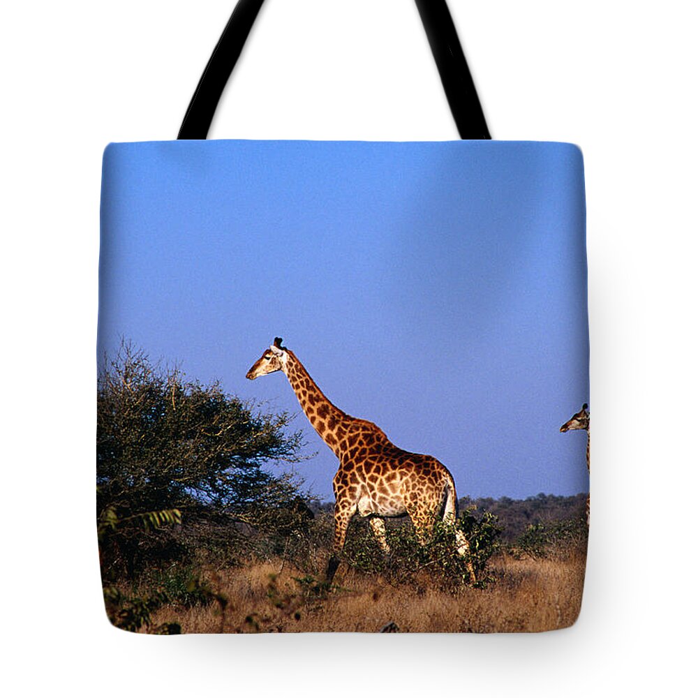 Grass Tote Bag featuring the photograph Giraffes Giraffa Camelopardalis On by Richard I'anson