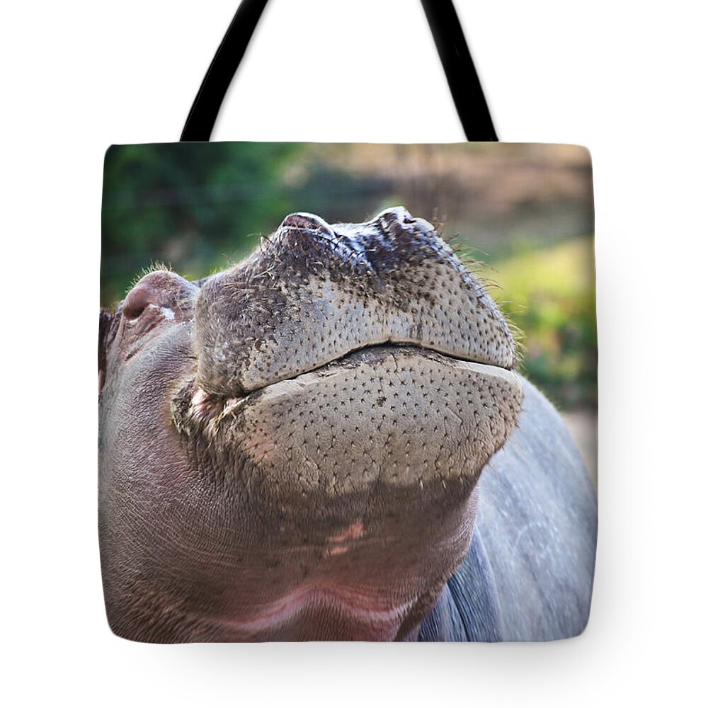 Hippo Tote Bag featuring the photograph Give me a kiss hippo by Eti Reid