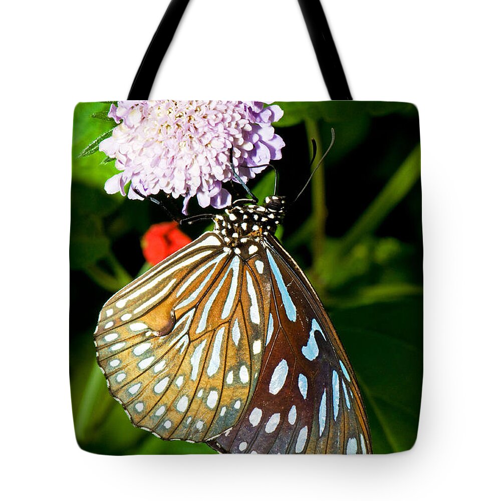 Nature Tote Bag featuring the photograph Glassy Blue Tiger Butterfly by Millard H. Sharp