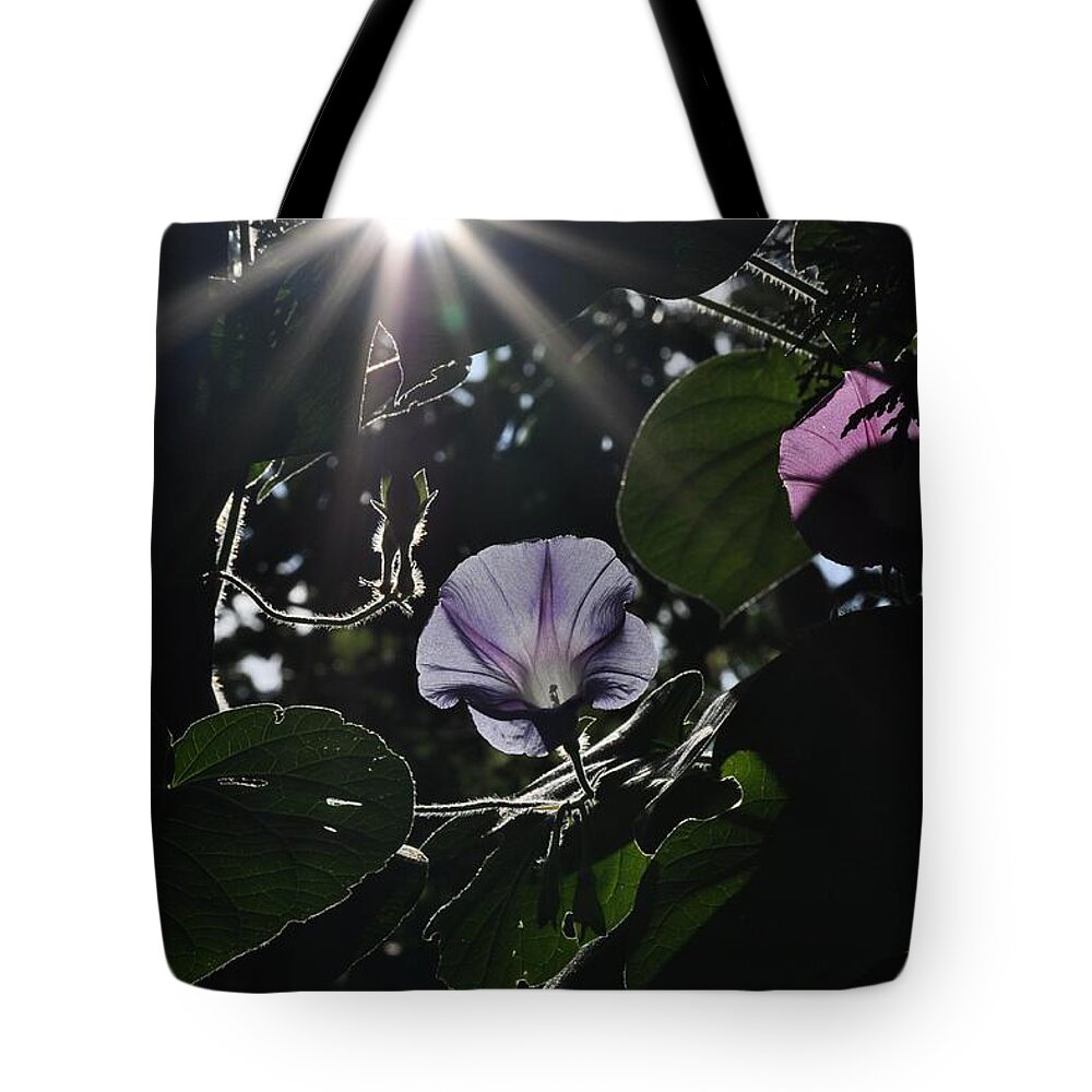 Morning Glory Tote Bag featuring the photograph Glorious by Cheryl Baxter