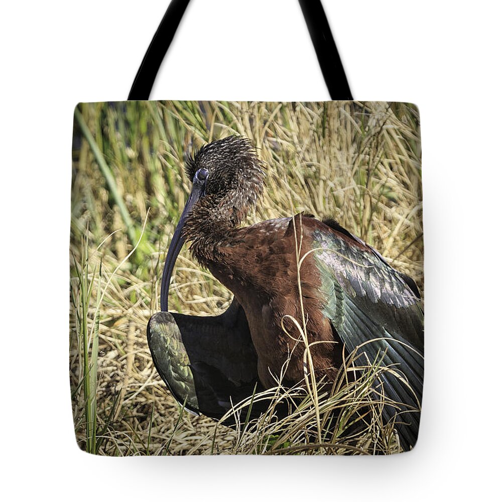 Bird Tote Bag featuring the photograph Glossy Ibis by Fran Gallogly