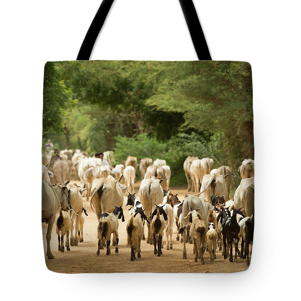 People Tote Bag featuring the photograph Goat And Cattle Herding, Bagan, Myanmar by Cultura Exclusive/yellowdog