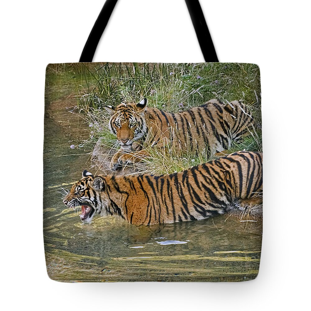 Going For A Swim Tote Bag featuring the photograph Going For A Swim by Wes and Dotty Weber