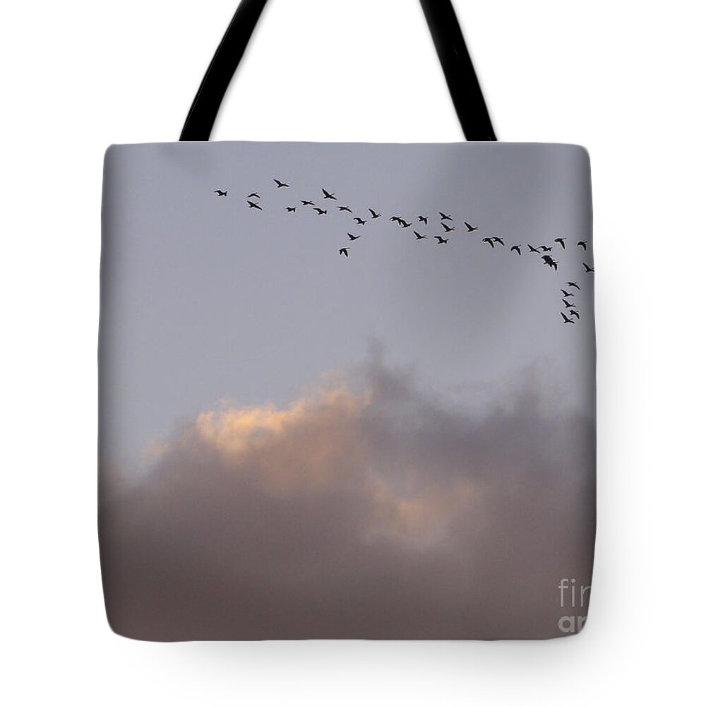 Birds Tote Bag featuring the photograph Going Places by Christopher Plummer