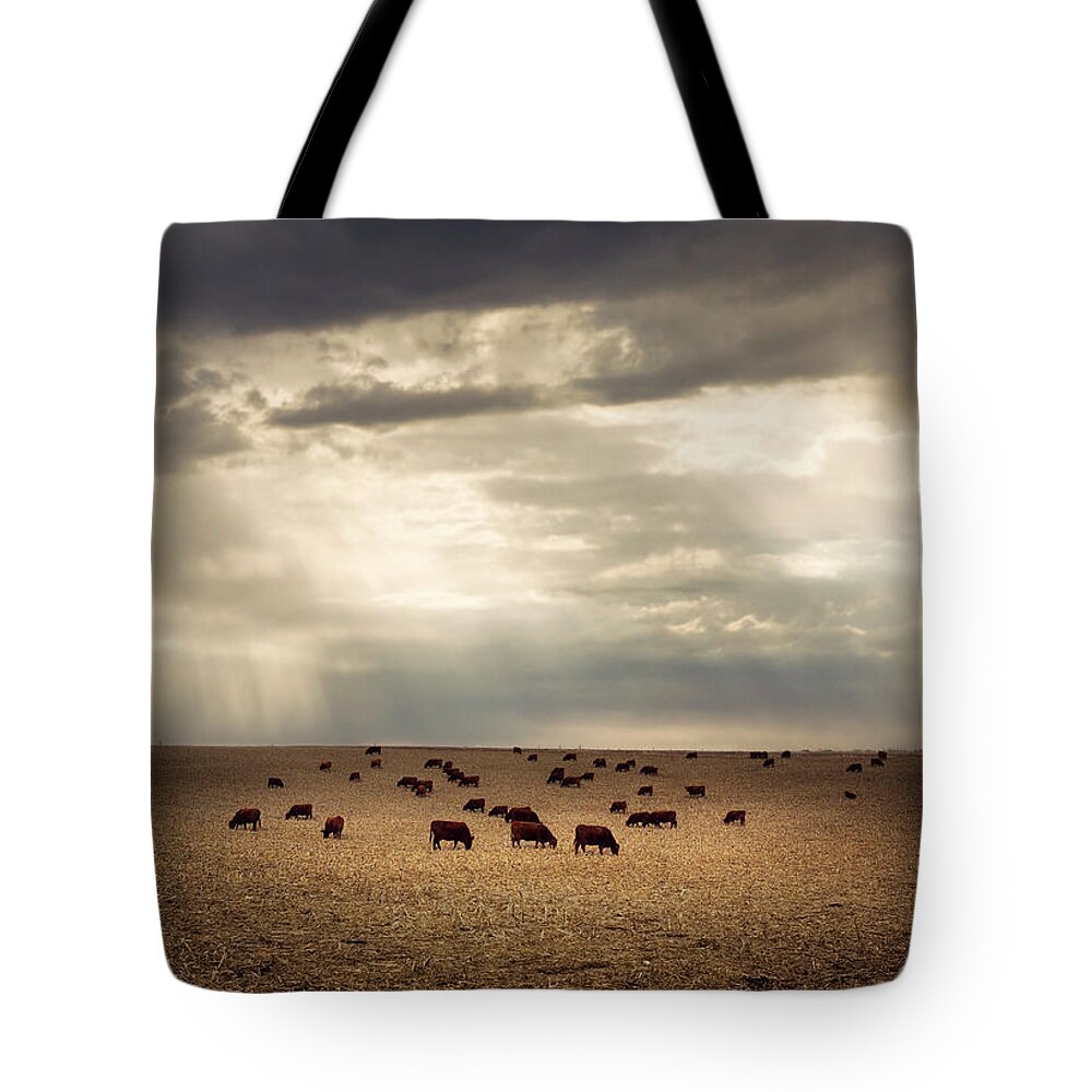 Grass Tote Bag featuring the photograph Golden Cattle by Jake Olson Studios Blair Nebraska