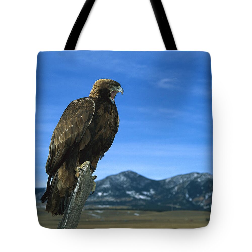 Feb0514 Tote Bag featuring the photograph Golden Eagle by Konrad Wothe