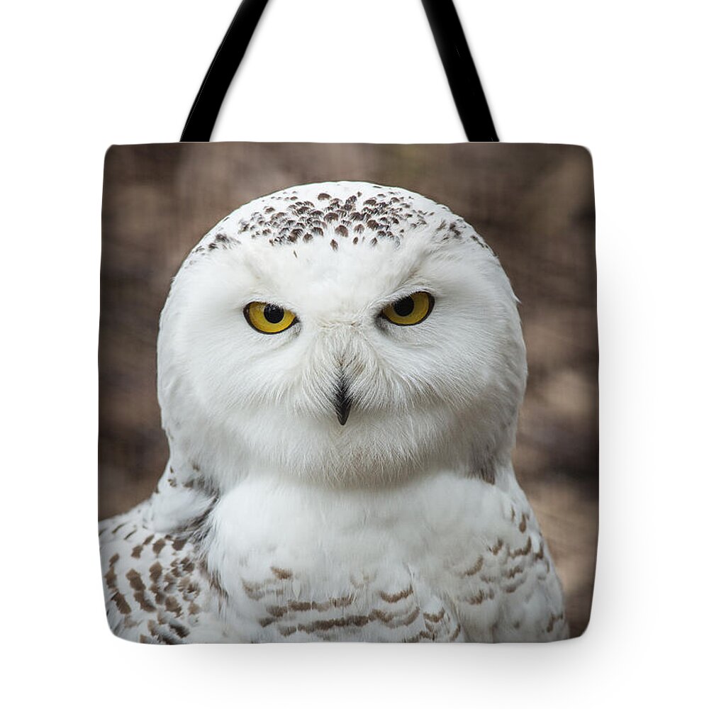 Snowy Owl Tote Bag featuring the photograph Golden Eye by Dale Kincaid