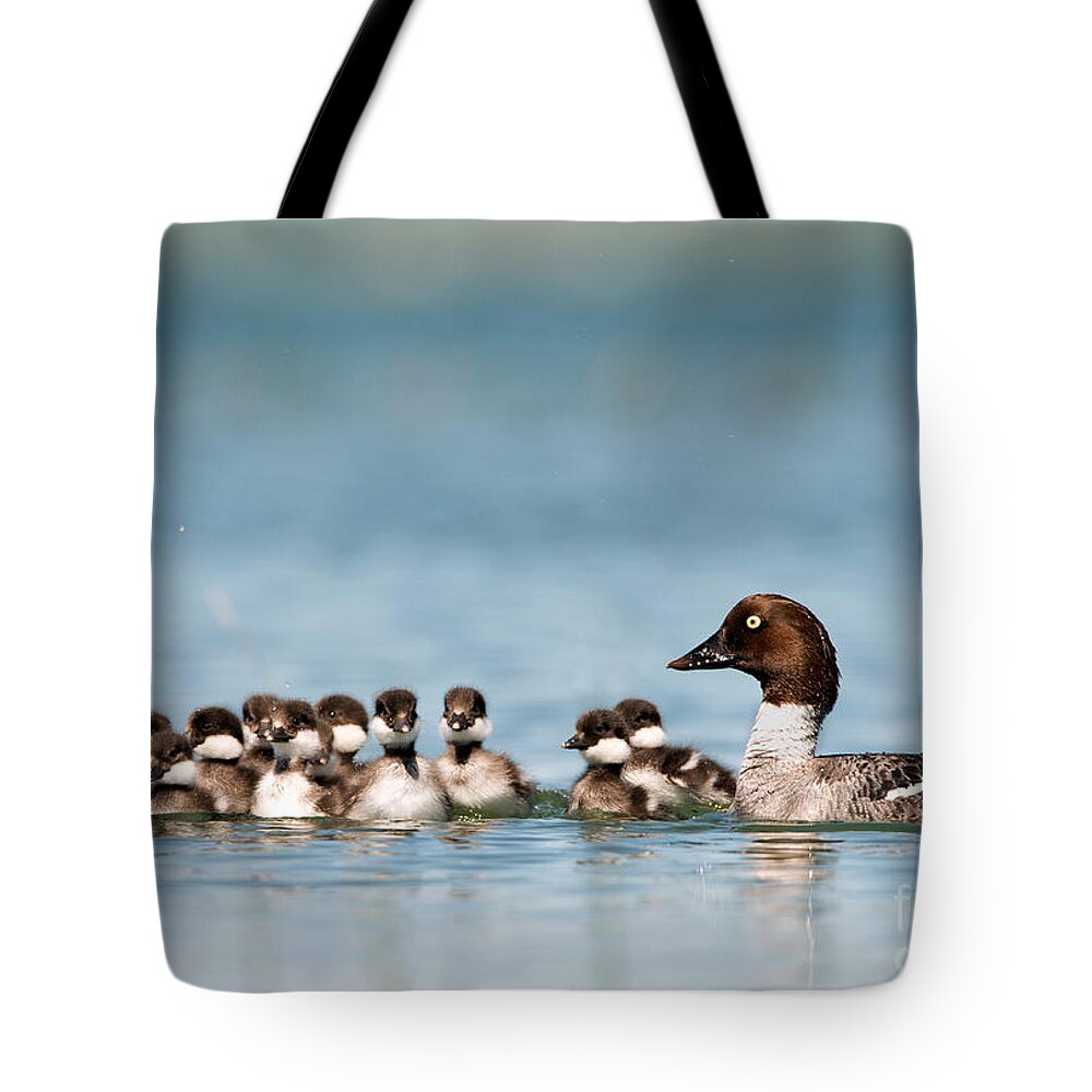 Golden Eye Ducks Tote Bag featuring the photograph Golden Eye Family by Shannon Carson