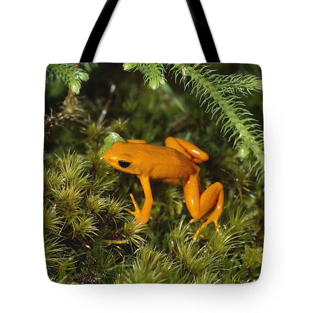 Feb0514 Tote Bag featuring the photograph Golden Mantella Frog In Underbrush by Konrad Wothe