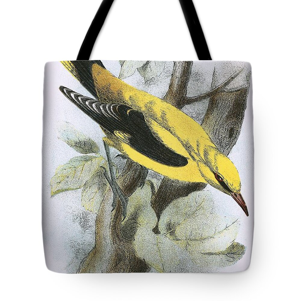 British Birds Tote Bag featuring the painting Golden Oriole by English School