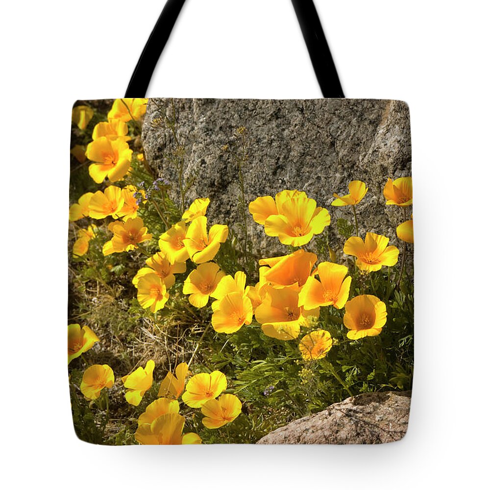 Chihuahua Desert Tote Bag featuring the photograph Golden Poppies Among Rocks by Elflacodelnorte