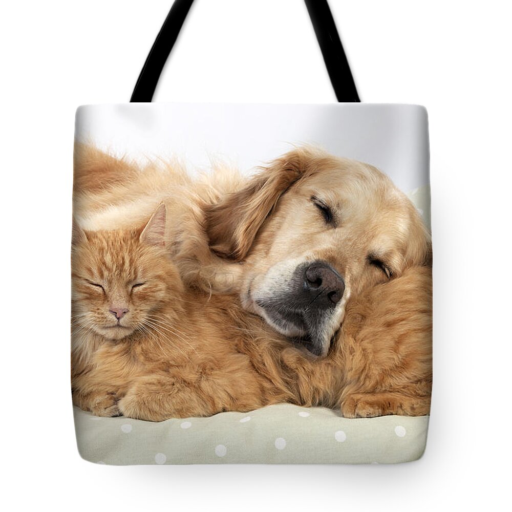 Cat Tote Bag featuring the photograph Golden Retriever And Orange Cat by John Daniels