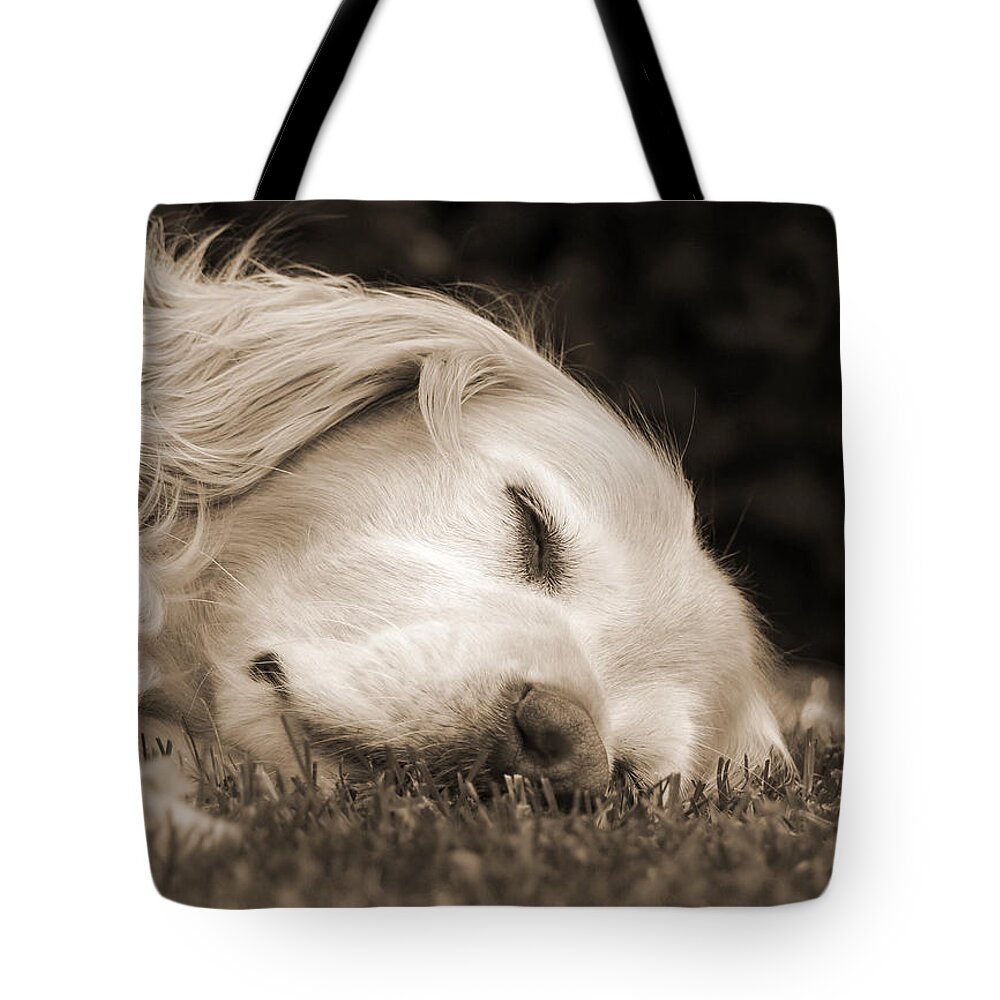 Golden Retriever Tote Bag featuring the photograph Golden Retriever Dog Sweet Dreams Sepia by Jennie Marie Schell