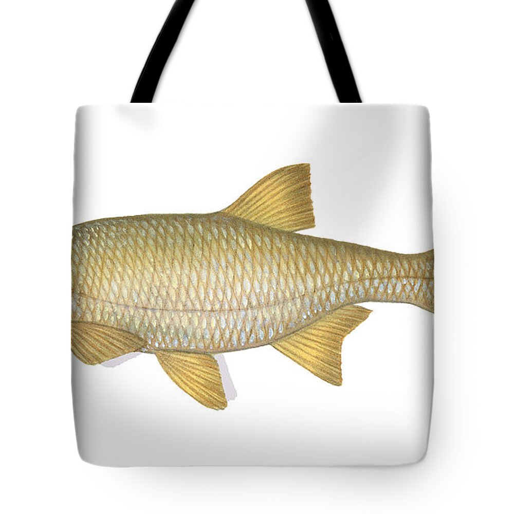Golden Shiner Tote Bag featuring the photograph Golden Shiner by Carlyn Iverson
