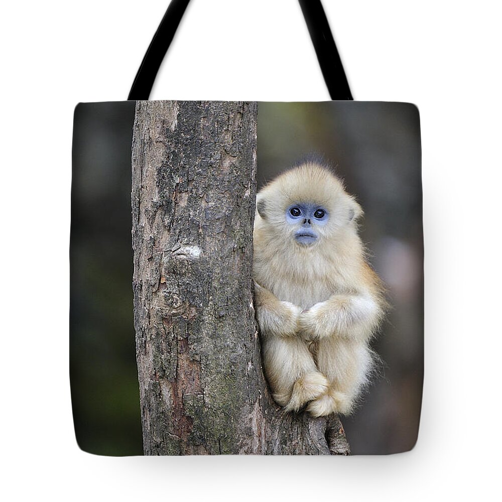 Feb0514 Tote Bag featuring the photograph Golden Snub-nosed Monkey Young China by Thomas Marent