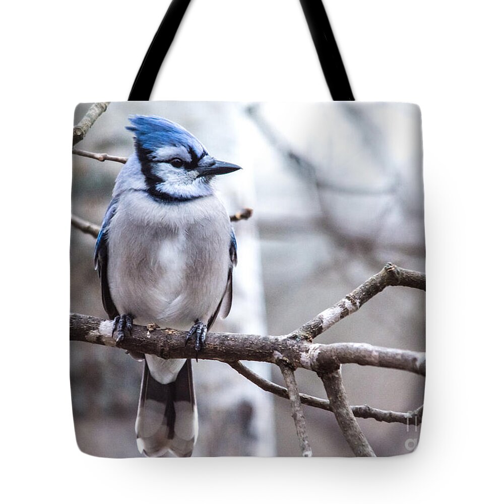  Tote Bag featuring the photograph Gorgeous Blue Jay by Cheryl Baxter