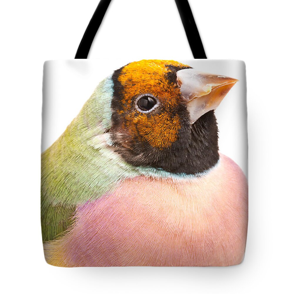 Animal Tote Bag featuring the photograph Gouldian Finch Erythrura Gouldiae by David Kenny