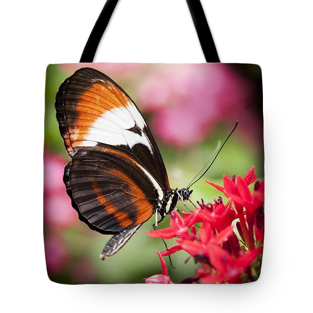 Butterfly Tote Bag featuring the photograph Grace by Patty Colabuono