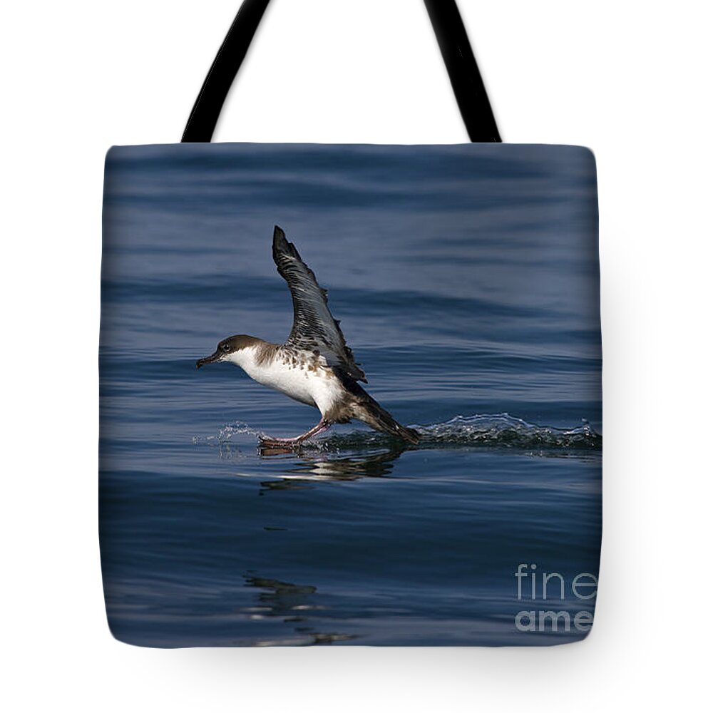 Festblues Tote Bag featuring the photograph Graceful Touchdown... by Nina Stavlund