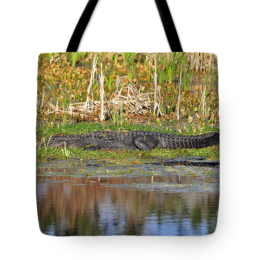 Alligator Tote Bag featuring the photograph Grand Gator by Al Powell Photography USA