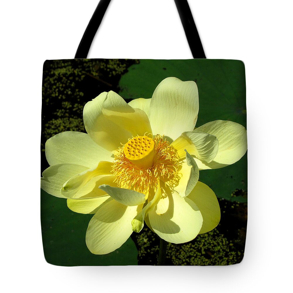 Nature Tote Bag featuring the photograph Grand Opening by John Freidenberg
