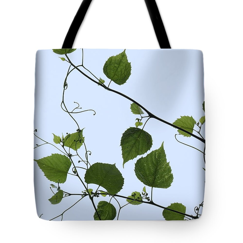 Grape Vine And Sky Tote Bag featuring the photograph Grape Vine And Sky by Daniel Reed