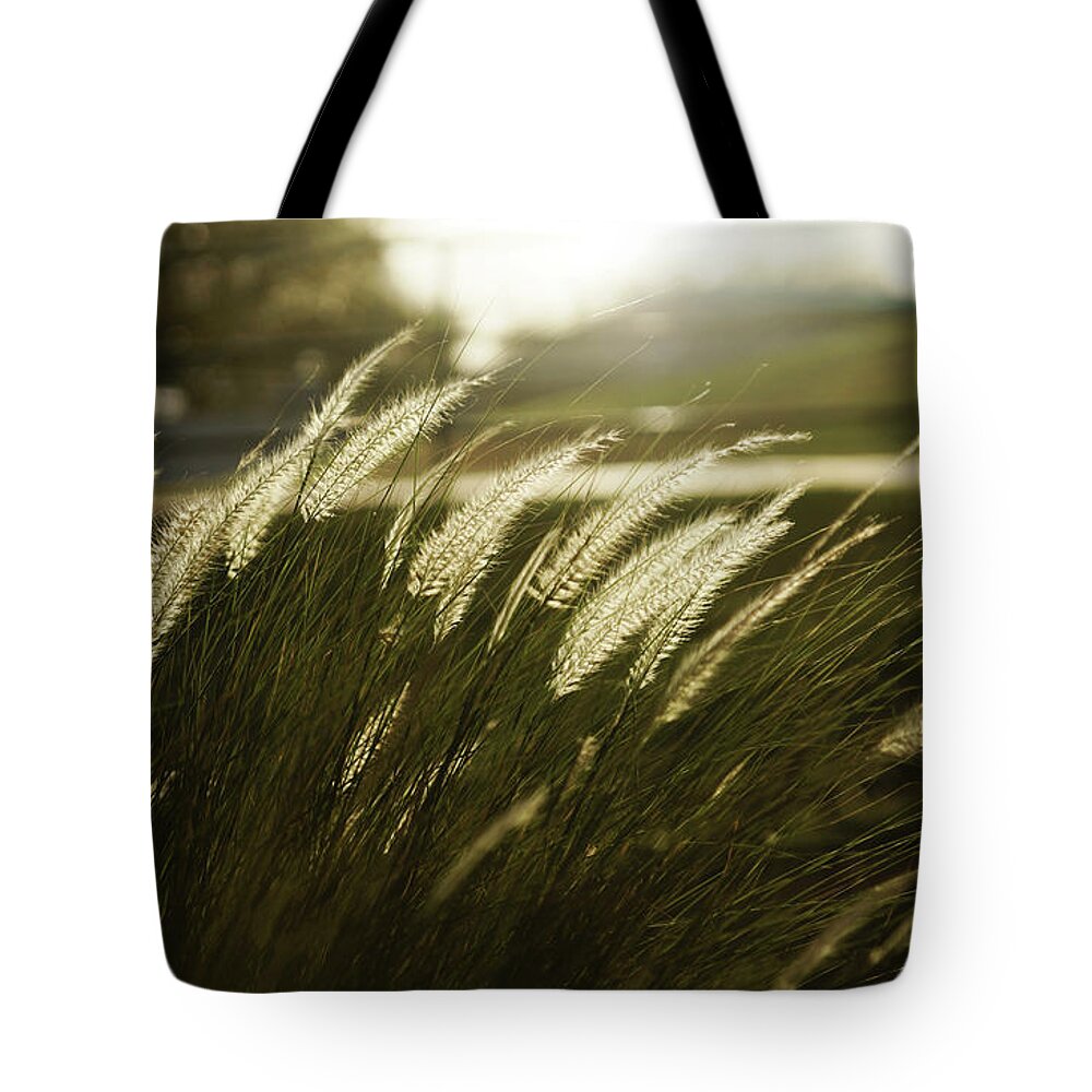 Grass Tote Bag featuring the photograph Grass In Golden Light by Michele D. Lee Photography