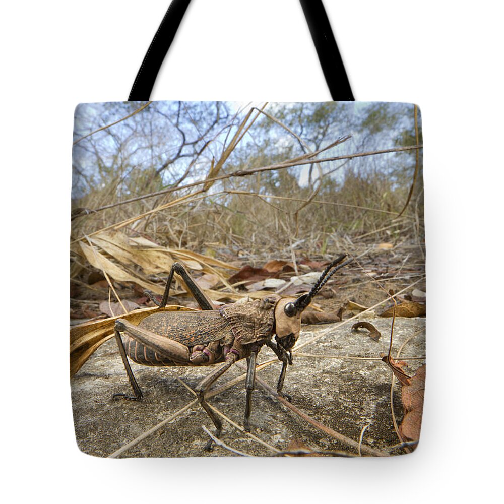 496564 Tote Bag featuring the photograph Grasshopper In Woodland Gorongosa by Piotr Naskrecki