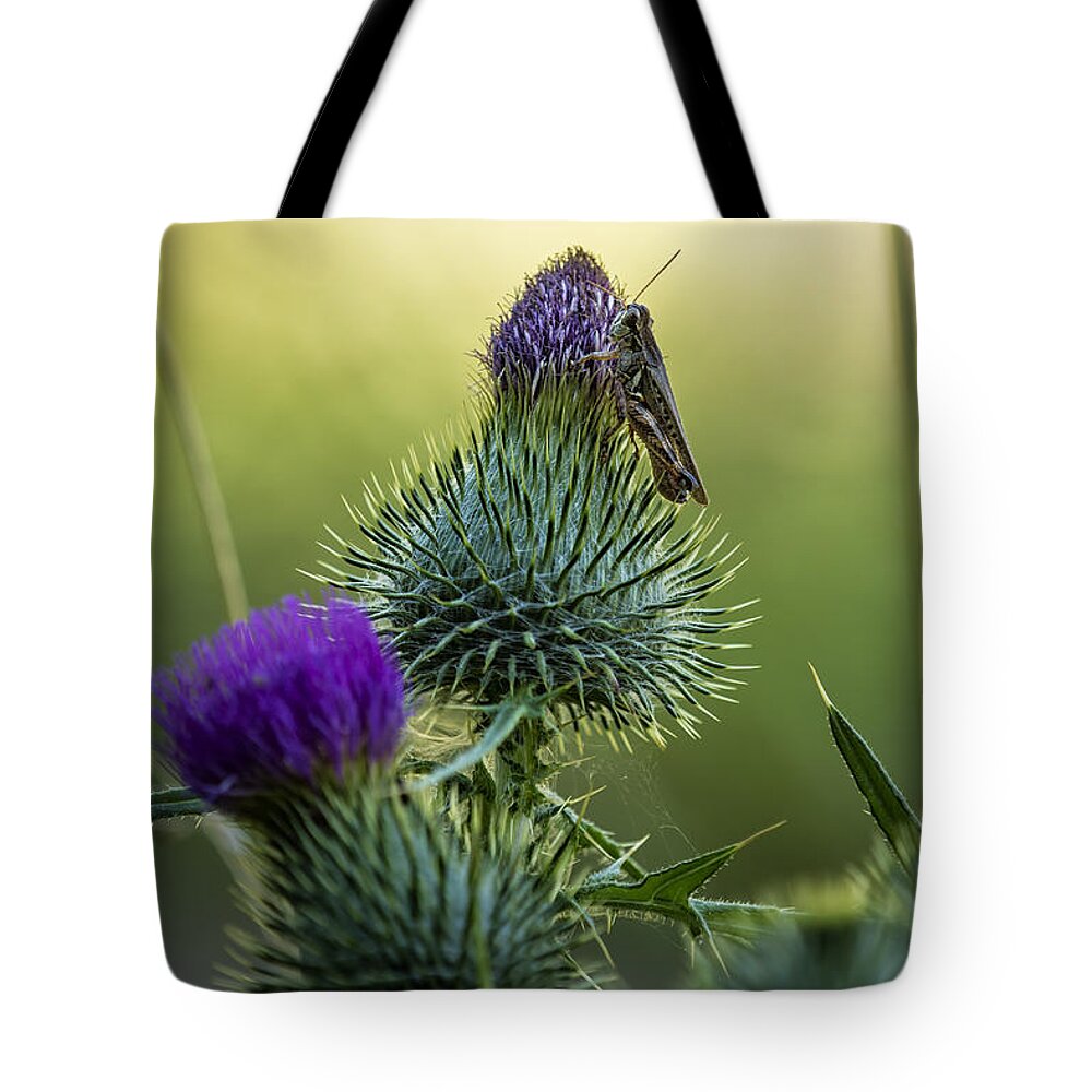 Grasshopper Tote Bag featuring the photograph Grasshopper on a Thistle by Belinda Greb