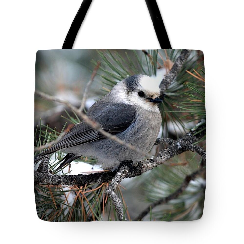 Colorado Tote Bag featuring the photograph Gray Jay on a Snowy Pine by Marilyn Burton