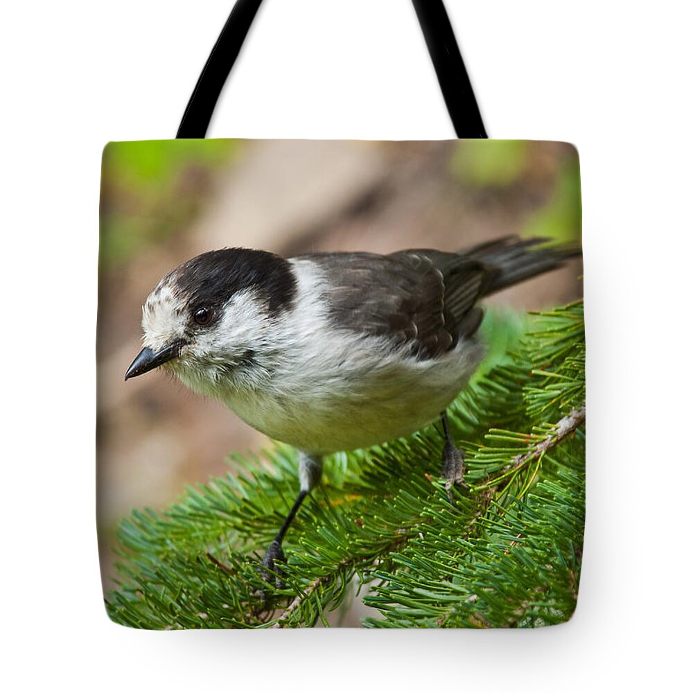 Animal Tote Bag featuring the photograph Gray Jay on Fir Tree by Jeff Goulden