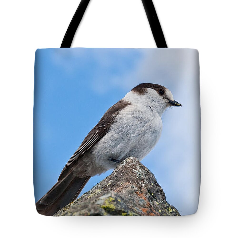 Animal Tote Bag featuring the photograph Gray Jay With Blue Sky Background by Jeff Goulden