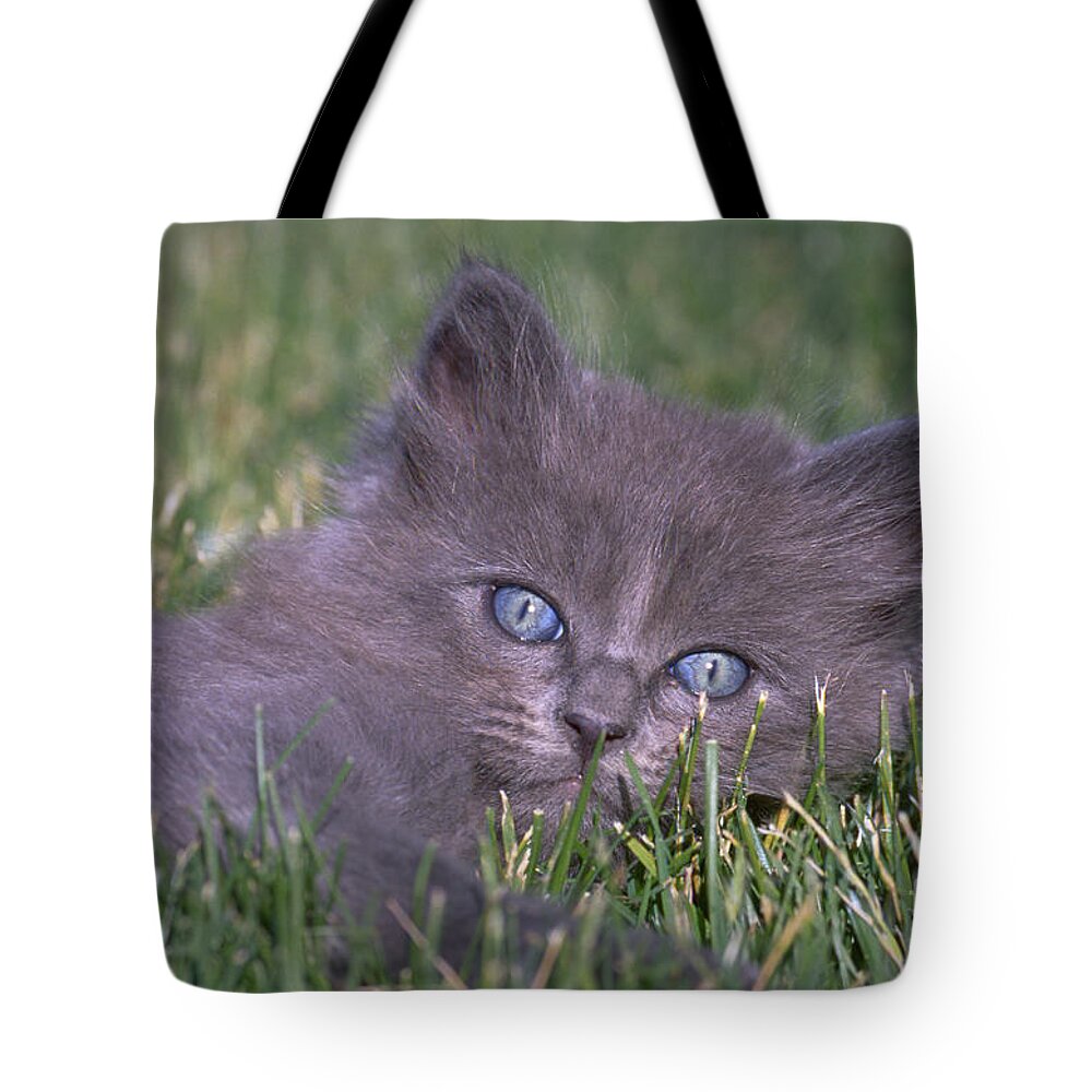 Gray Tote Bag featuring the photograph Gray Kitten About 7 Weeks Old by William H. Mullins
