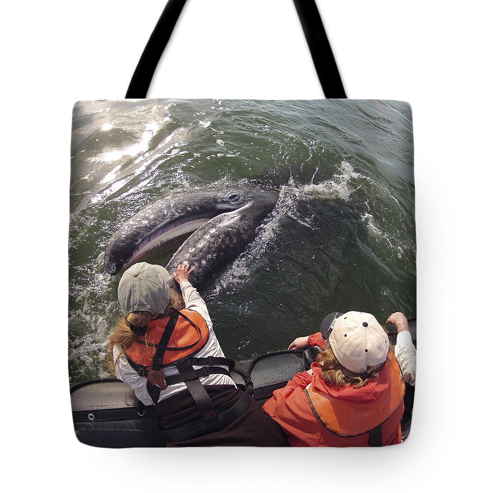 Feb0514 Tote Bag featuring the photograph Gray Whale Calf And Tourists Baja by Flip Nicklin
