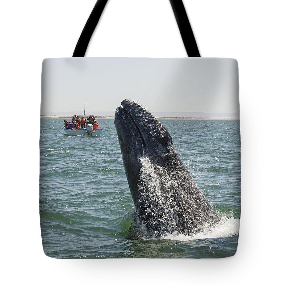 531657 Tote Bag featuring the photograph Gray Whale Calf Breaching San Ignacio by Suzi Eszterhas