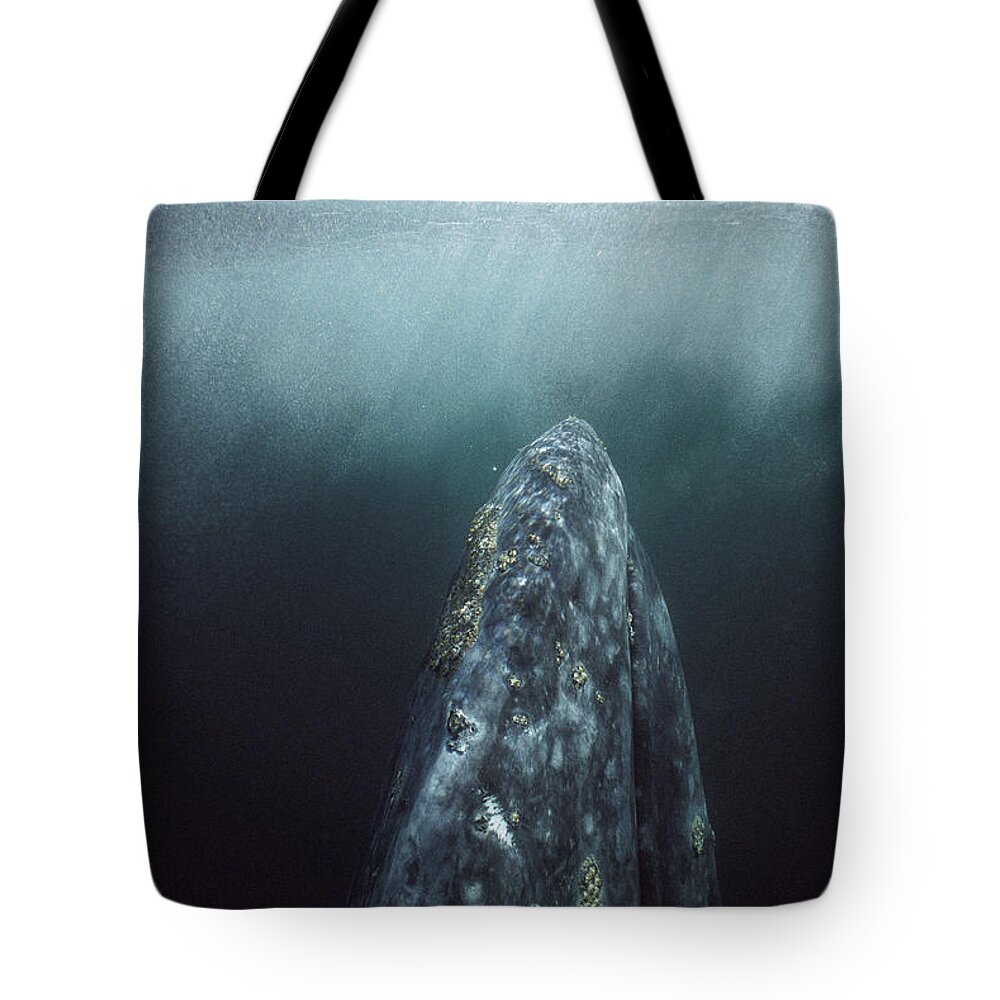 Feb0514 Tote Bag featuring the photograph Gray Whale Magdalena Bay Baja California by Tui De Roy