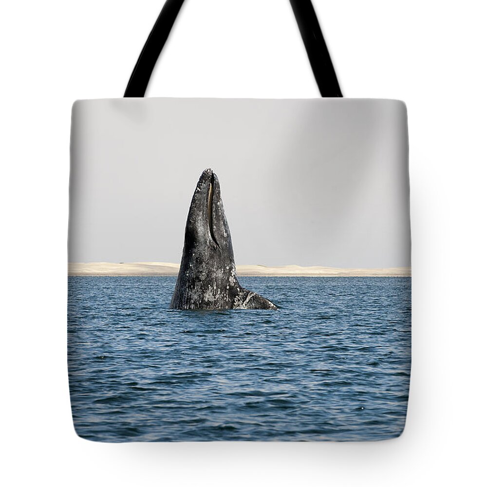 Feb0514 Tote Bag featuring the photograph Gray Whale Spy-hopping Baja California by Flip Nicklin