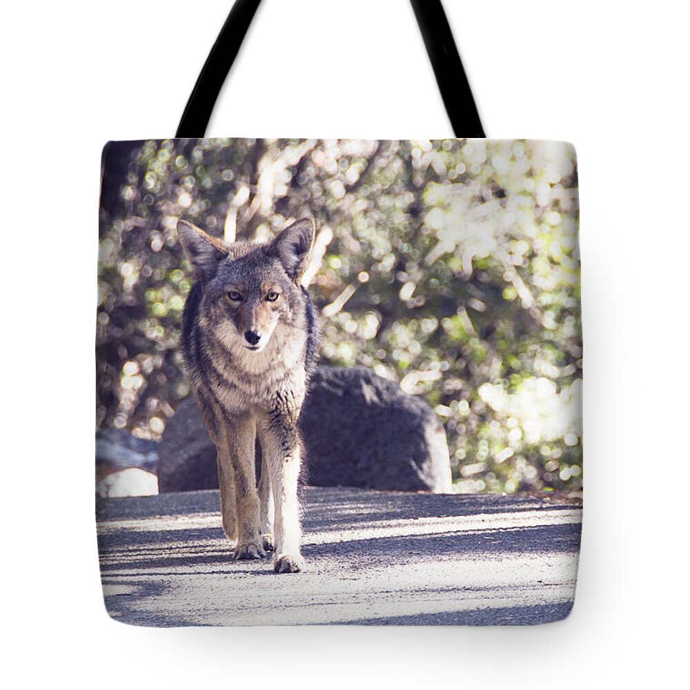 Terrified Tote Bag featuring the photograph Coyote and Me at Vernal Falls by Debby Pueschel