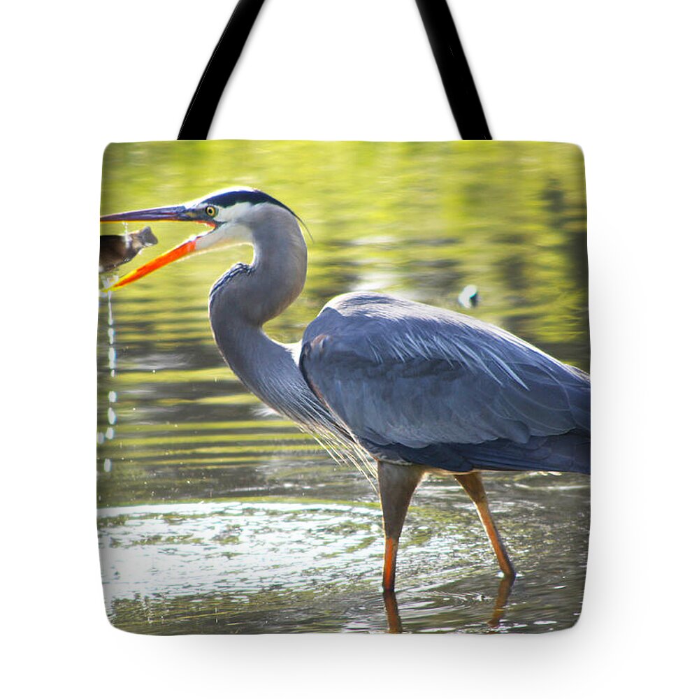Great Tote Bag featuring the photograph Great Blue Heron Catching Fish by Diana Haronis