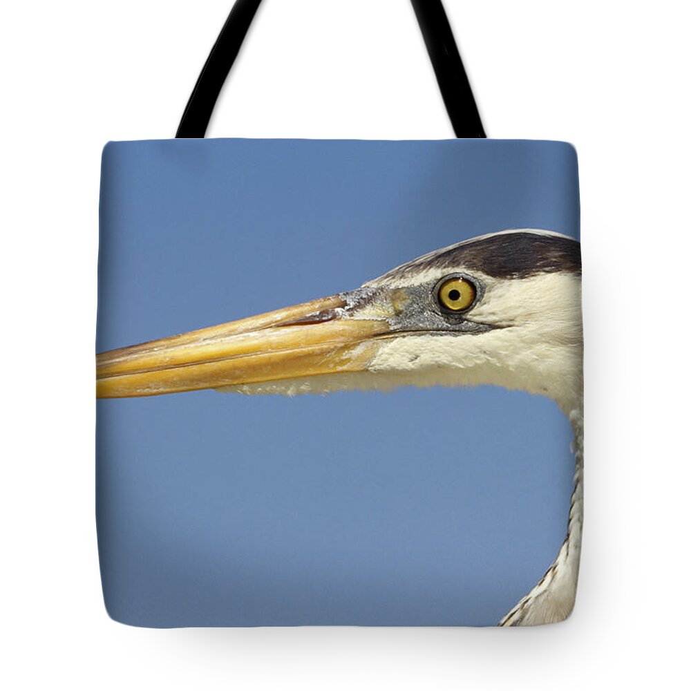 Feb0514 Tote Bag featuring the photograph Great Blue Heron Portrait Galapagos by Tui De Roy