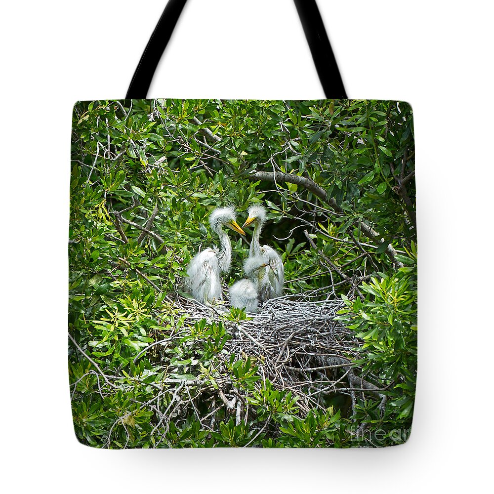 Great Egret Tote Bag featuring the photograph Great Egret Chicks by Louise Heusinkveld