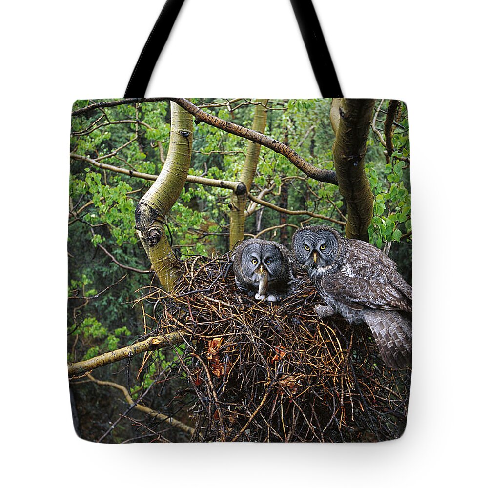 Feb0514 Tote Bag featuring the photograph Great Gray Owl Pair Nesting by Michael Quinton