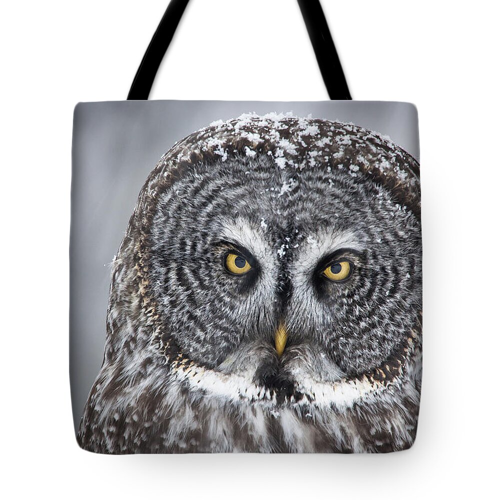 Nis Tote Bag featuring the photograph Great Gray Owl Scowl Minnesota by Benjamin Olson